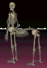 centaur's skeleton